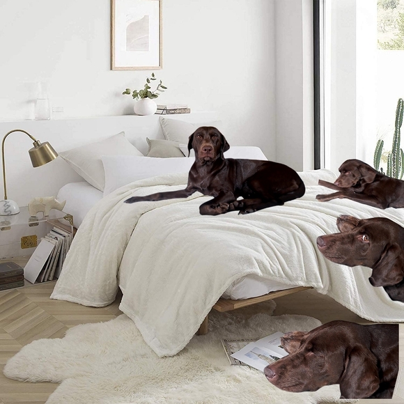 R.I.P. 5/6/24. My Furry Angel, Mindy is in my Heart. My Closet  is an Adventure. - Picture 3 of 13